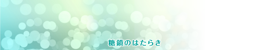 糖鎖のはたらき